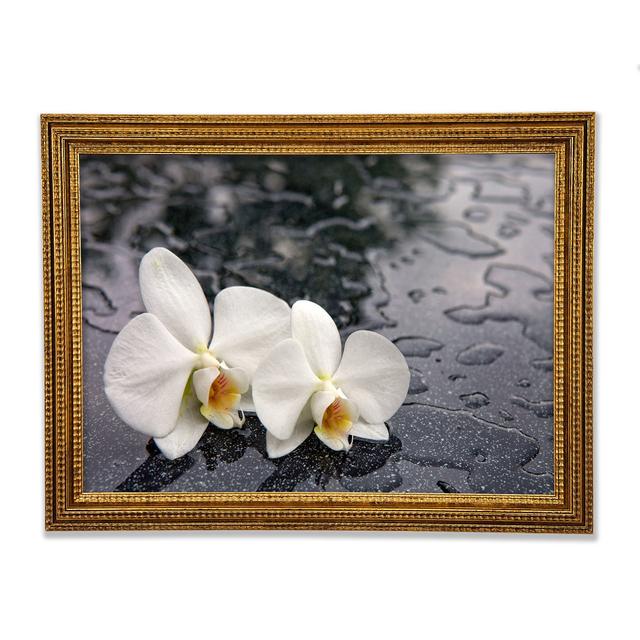 Orchid Heads In Water - Single Picture Frame Art Prints Ebern Designs Size: 59.1cm H x 84.1cm W x 3cm D on Productcaster.