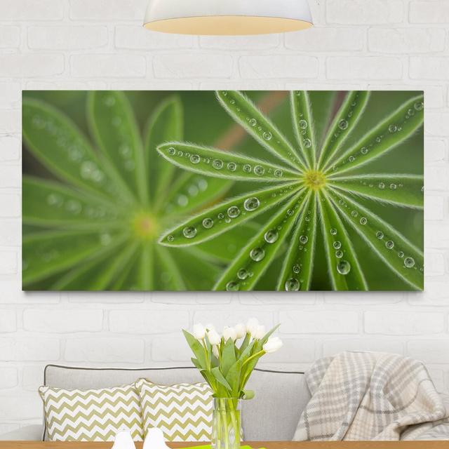 Morning Dew on Lupine Leaves - Wrapped Canvas Photograph Ebern Designs Format: 260g/m² Canvas, Size: 50cm H x 100cm W on Productcaster.