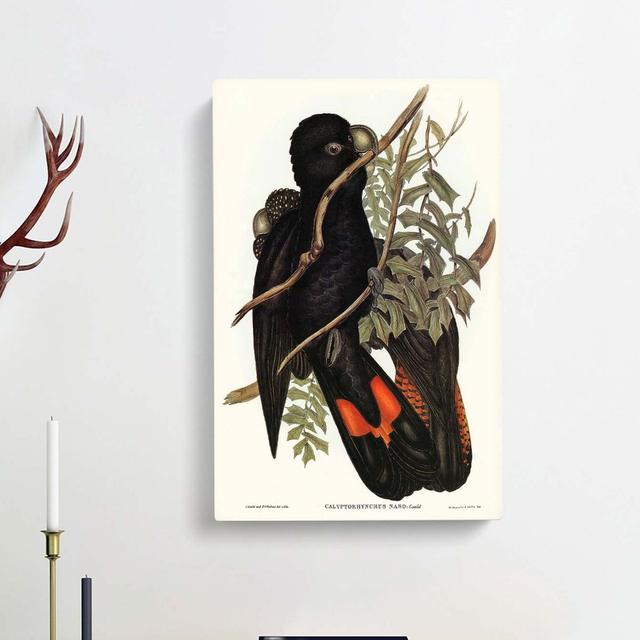 Western Black Cockatoos by Elizabeth Gould - Wrapped Canvas Painting Print East Urban Home Size: 76cm H x 50cm W x 3cm D on Productcaster.