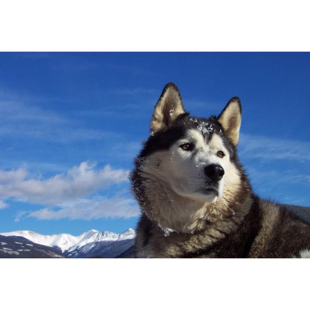 Husky Heaven by Summitkane - Wrapped Canvas Print 17 Stories Size: 61cm H x 91cm W on Productcaster.