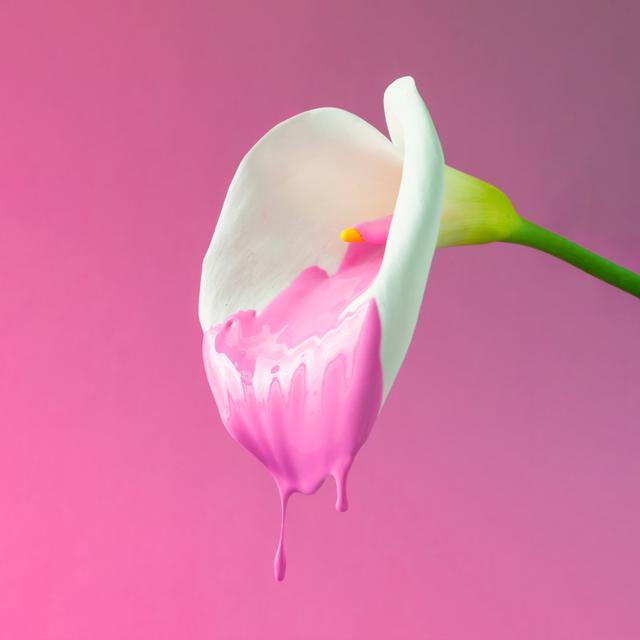 Calla Flower by Ivan101 - Wrapped Canvas Photograph Ebern Designs Size: 51cm H x 51cm W x 3.8cm D on Productcaster.