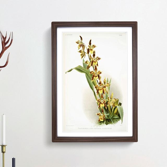 Magnolia Flowers Illustration Tab.84 by Frederick Sander - Picture Frame Art Print East Urban Home Size: 50cm H x 35cm W x 2cm D, Frame Option: Walnut on Productcaster.