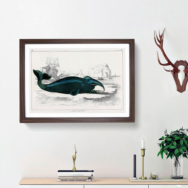 Beached Whale by Oliver Goldsmith - Picture Frame Painting Print on Paper East Urban Home Size: 24cm H x 33cm W x 2cm D, Frame Option: Walnut Framed on Productcaster.