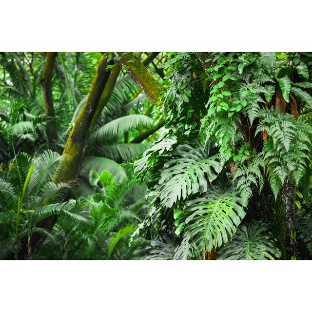 Tropical Rainforest by TommL - No Frame Art Prints on Canvas 17 Stories Size: 51cm H x 76cm W on Productcaster.