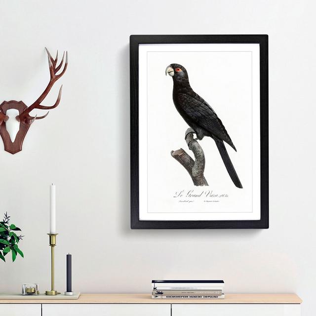 Greater Vasa Parrot by F. Levaillant - Picture Frame Painting Print East Urban Home Frame Option: Black Framed, Size: 36cm H x 27cm W x 2cm D on Productcaster.