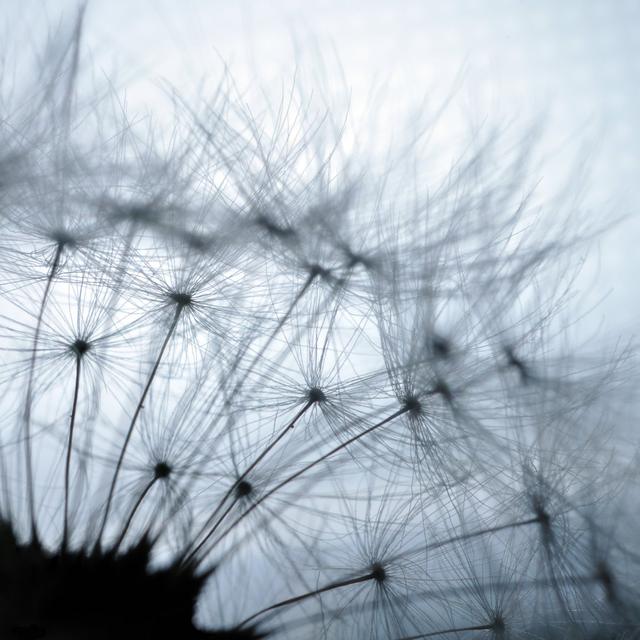 Elita Dandelion Closeup by Sduben - Wrapped Canvas Photograph Latitude Run Size: 76cm H x 76cm W x 3.8cm D on Productcaster.