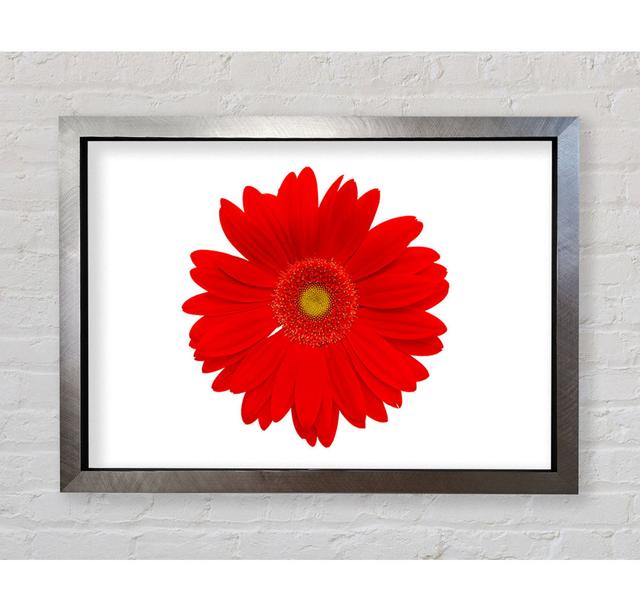 Vibrant Red Gerbera - Single Picture Frame Art Prints Ebern Designs Size: 59.7cm H x 84.1cm W x 3.4cm D, Format: Silver Framed Paper on Productcaster.