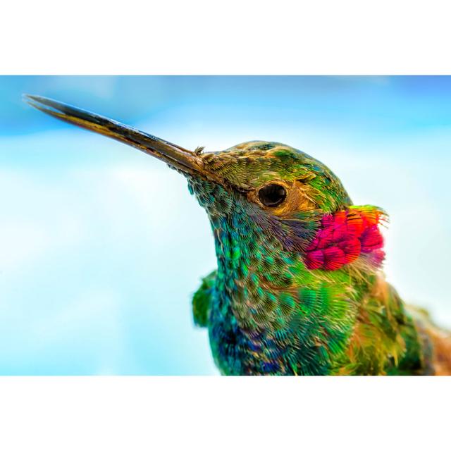 Hummingbird Close-Up - Wrapped Canvas Photograph Bay Isle Home Size: 20cm H x 30cm W x 3.8cm D on Productcaster.