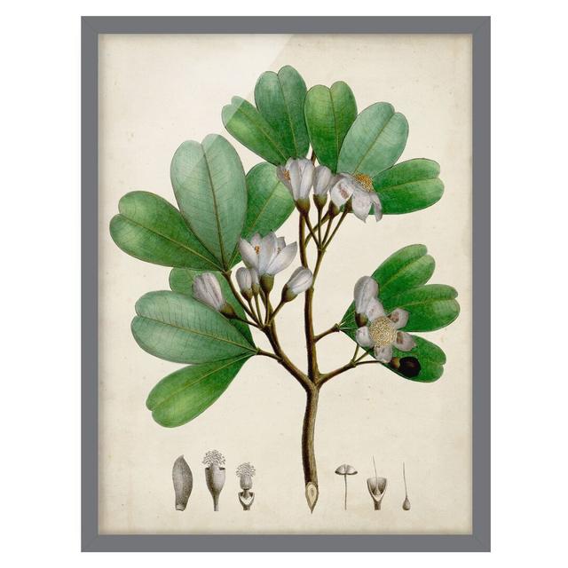 Deciduous Tree Display Panel III - Picture Frame Painting Brambly Cottage Size: 40cm H x 30cm W x 2cm D, Frame Option: Grey on Productcaster.