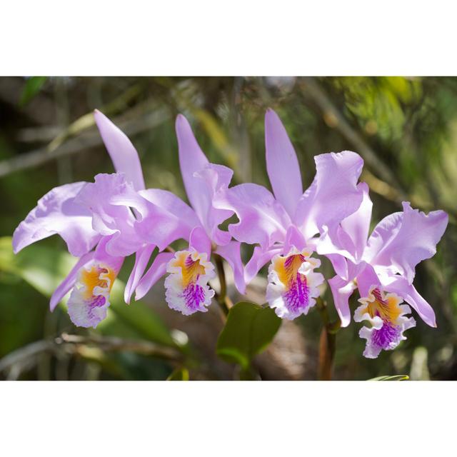 Orchid cattleya mossiae Latitude Run Size: 61cm H x 91cm W on Productcaster.