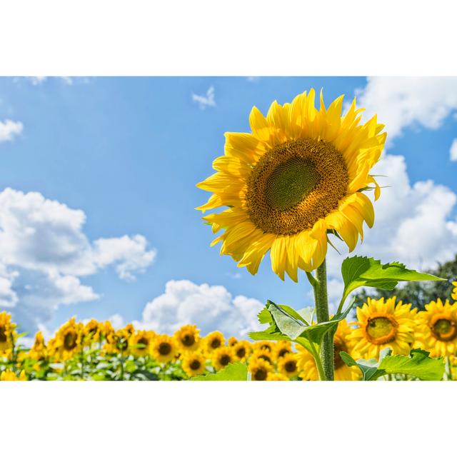 A Large Field Of Sunflowers von Cmannphoto - Kunstdrucke auf Leinwand ohne Rahmen Brambly Cottage Größe: 40 cm H x 60 cm B on Productcaster.