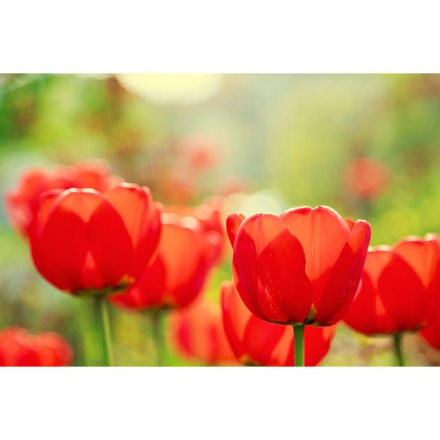 Blooming Red Tulips In The Spring by Simeondonov - Wrapped Canvas Print Ebern Designs Size: 20cm H x 30cm W x 3.8cm D on Productcaster.