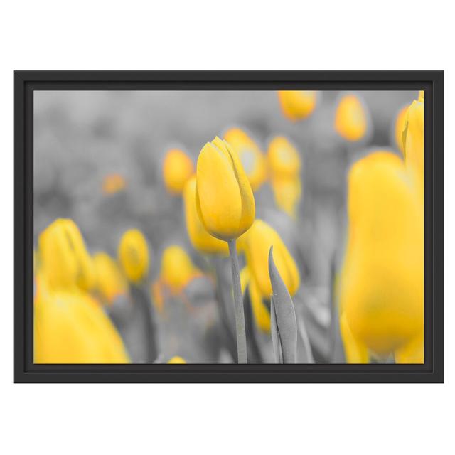 Gerahmtes Wandbild Gelbes Tulpenmeer East Urban Home Größe: 40 cm H x 55 cm B on Productcaster.