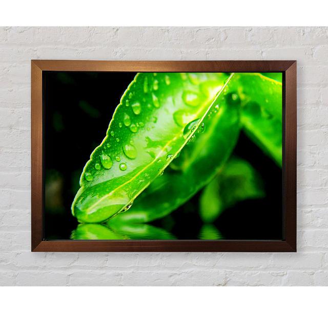 Green Leaf Reflection - Single Picture Frame Art Prints Bright Star Size: 42cm H x 59.7cm W x 3.4cm D on Productcaster.