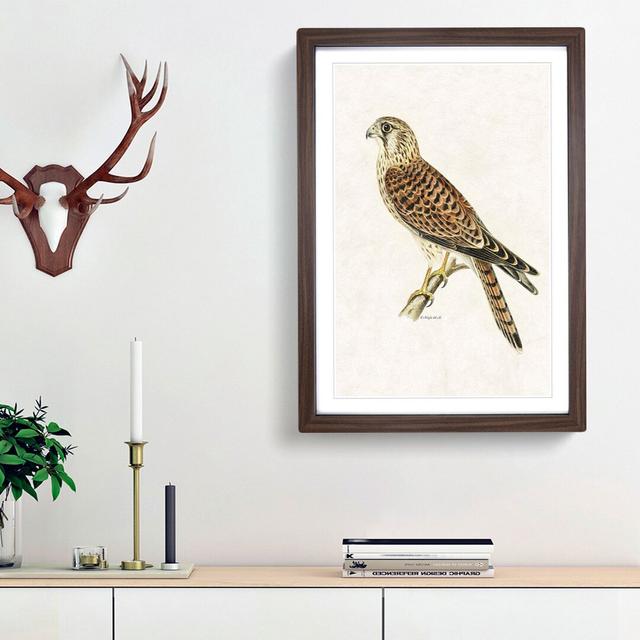 A Common Kestrel by Von Wright - Picture Frame Painting Print on Paper East Urban Home Size: 45cm H x 33cm W x 2cm D, Frame Option: Walnut Framed on Productcaster.