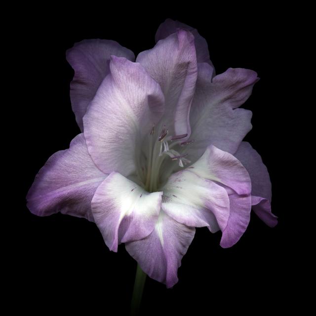 Lilac Coloured Gladiola by OGphoto - Wrapped Canvas Print 17 Stories Size: 76cm H x 76cm W on Productcaster.