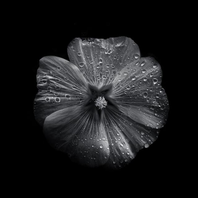 Black And White Petunia II by Brian Carson - Wrapped Canvas Print Latitude Run Size: 91cm H x 91cm W on Productcaster.