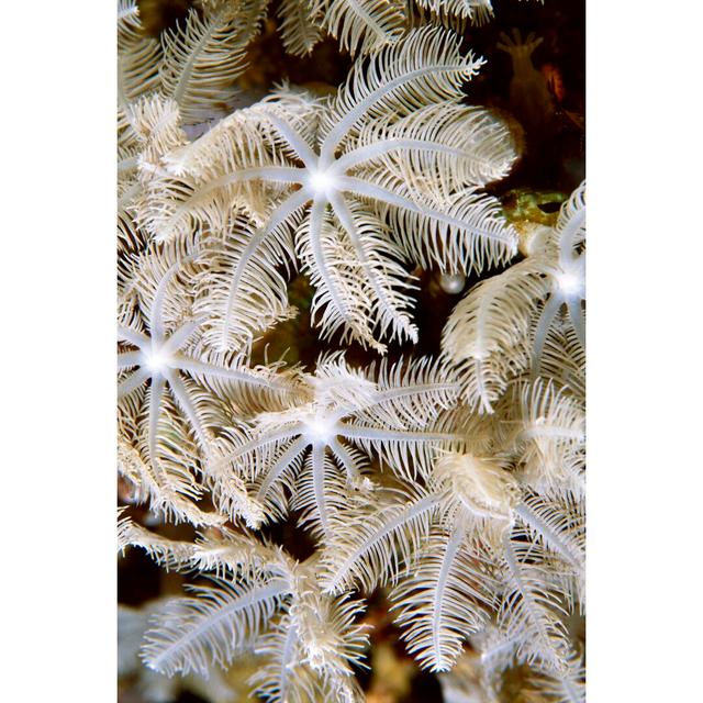 Feathering Flower I Papua New Guinea by Beverly Factor - Wrapped Canvas Photograph Ebern Designs Size: 122cm H x 81cm W on Productcaster.