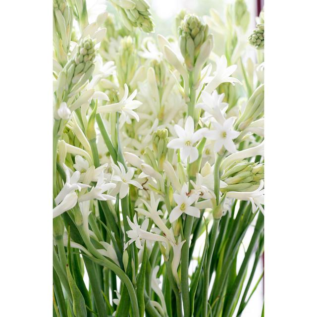 White Tuberose Flowers by Stieglitz - Wrapped Canvas Print 17 Stories Size: 20cm H x 30cm W x 3.8cm D on Productcaster.