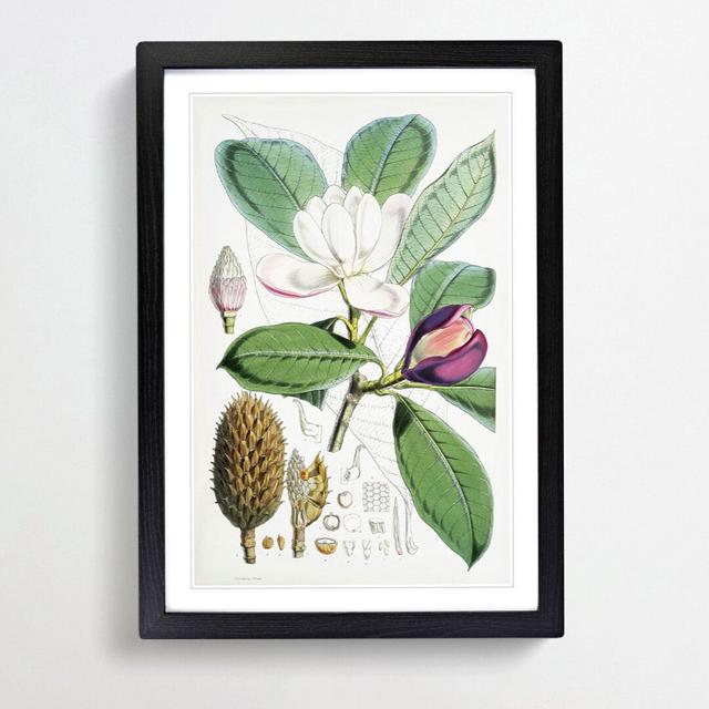 Himalayan Magnolia Flower by W. H. Fitch - Picture Frame Painting Print East Urban Home Size: 36cm H x 27cm W x 2cm D, Frame Option: Black Framed on Productcaster.