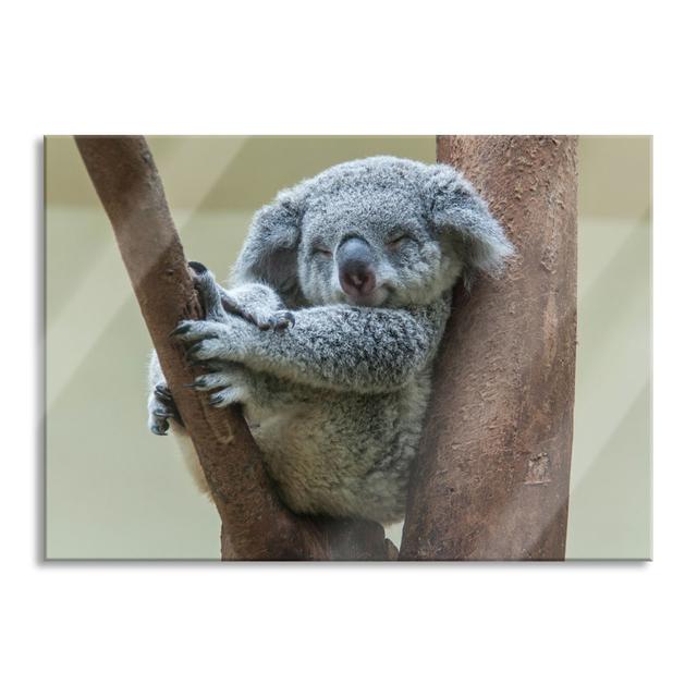 Sleeping Koala In A Tree - No Frame Print on Glass 17 Stories Size: 70cm H x 100cm W x 0.4cm D on Productcaster.