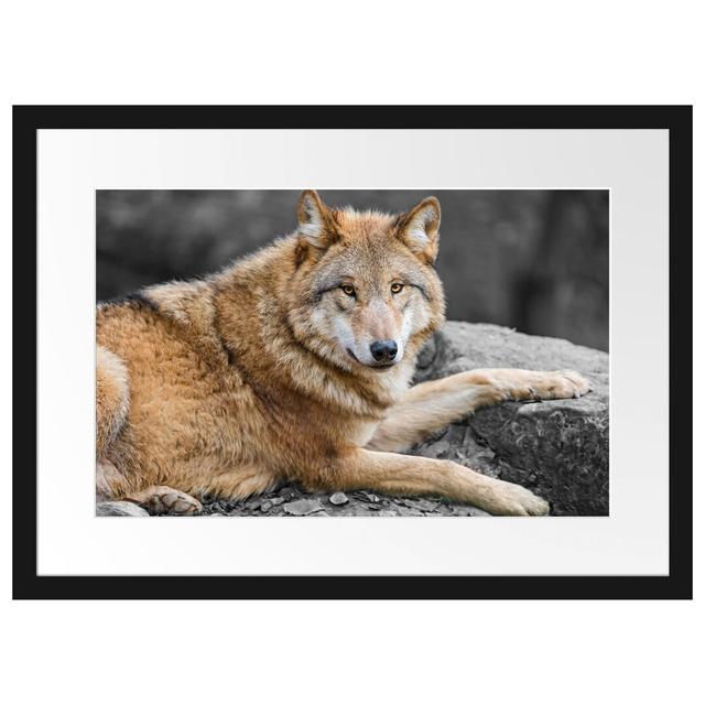 Stolzer Wolf auf einem Felsen Gerahmter Fotokunstdruck East Urban Home Größe: 40 cm H x 55 cm B, Format: Poster mit schwarzem Rahmen, Matte Farbausfüh on Productcaster.