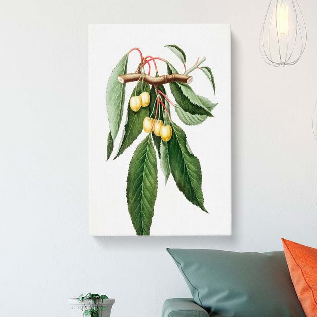 Ripening Cherries by Giorgio Gallesio - Wrapped Canvas Painting Print East Urban Home Size: 60cm H x 40cm W x 3cm D on Productcaster.