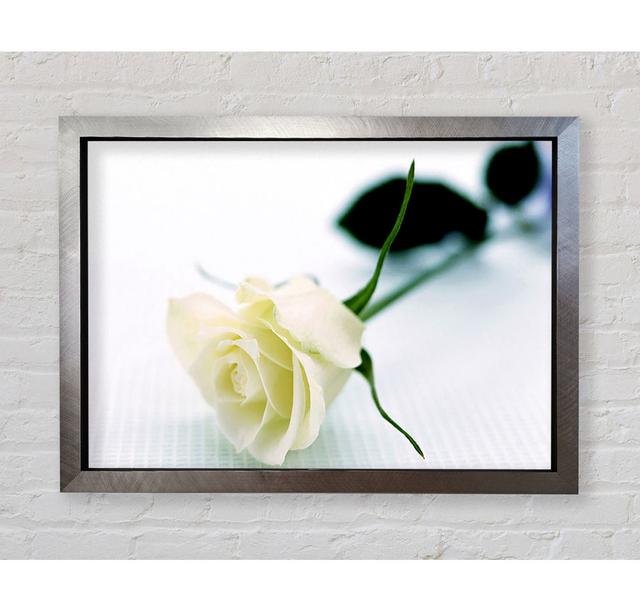 Single White Rose - Single Picture Frame Art Prints Bright Star Size: 100.1cm H x 141.4cm W x 3.4cm D on Productcaster.