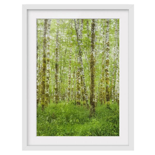 Hoh Rainforest Olympic National Park Framed Print East Urban Home Frame Options: Matt white, Size: 100 cm H x 70 cm W on Productcaster.