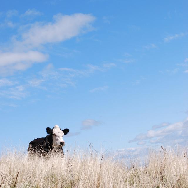 Square Composition Of A Cow by LazingBee - No Frame Set on Canvas 17 Stories Size: 60cm H x 60cm W on Productcaster.