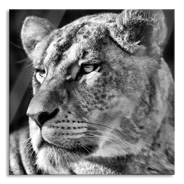 Magnificent Lioness - Unframed Photograph on Glass Brayden Studio Size: 70cm H x 70cm W x 0.4cm D on Productcaster.