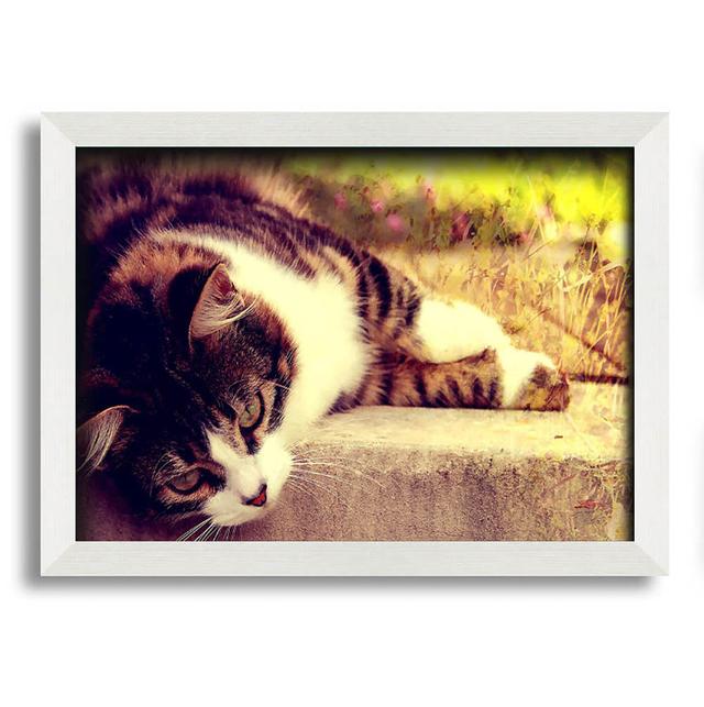 Gilad Cat Stillness - Single Picture Frame Art Prints Latitude Run Size: 21cm H x 29.7cm W x 10cm D on Productcaster.