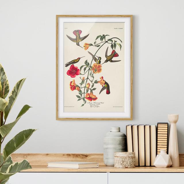 Vintage Educational Blackboard Mango Hummingbirds - Picture Frame Graphic Art Rosalind Wheeler Size: 55cm H x 40cm W x 2cm D, Frame Option: Brown on Productcaster.