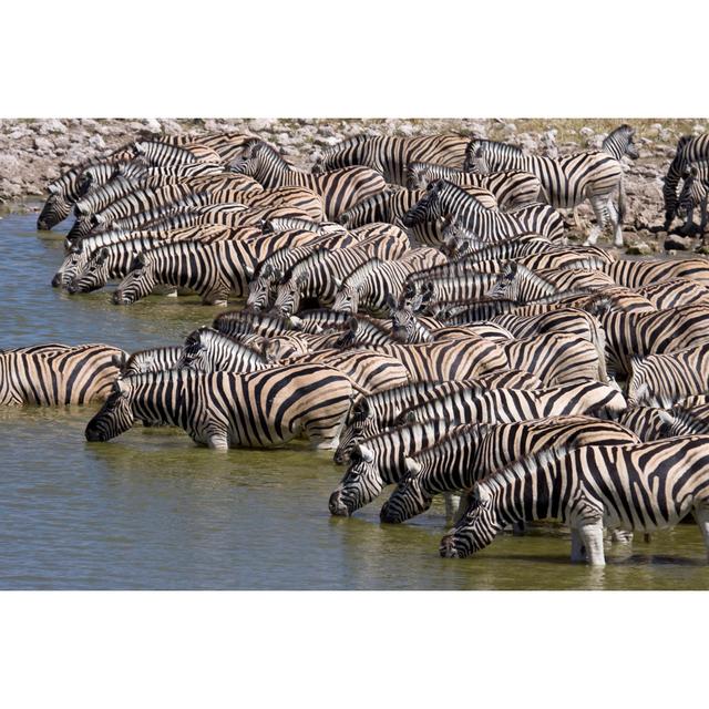 Plains Zebra Drink at Watering Hole, Etosha NP ClassicLiving Size: 81cm H x 122cm W on Productcaster.