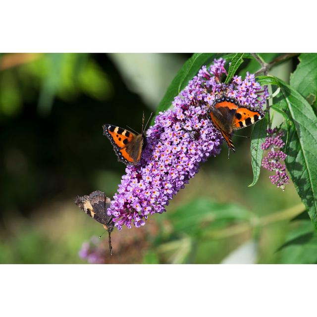 Butterflies by Zakmac - Wrapped Canvas Photograph Ebern Designs Size: 50.8cm H x 76.2cm W on Productcaster.