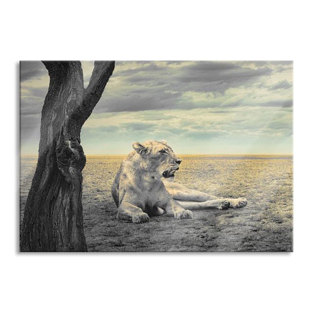 Ungerahmtes Foto auf Glas "Lioness Resting in a Savannah" Brayden Studio Größe: 70 cm H x 100 cm B x 0,4 cm T on Productcaster.