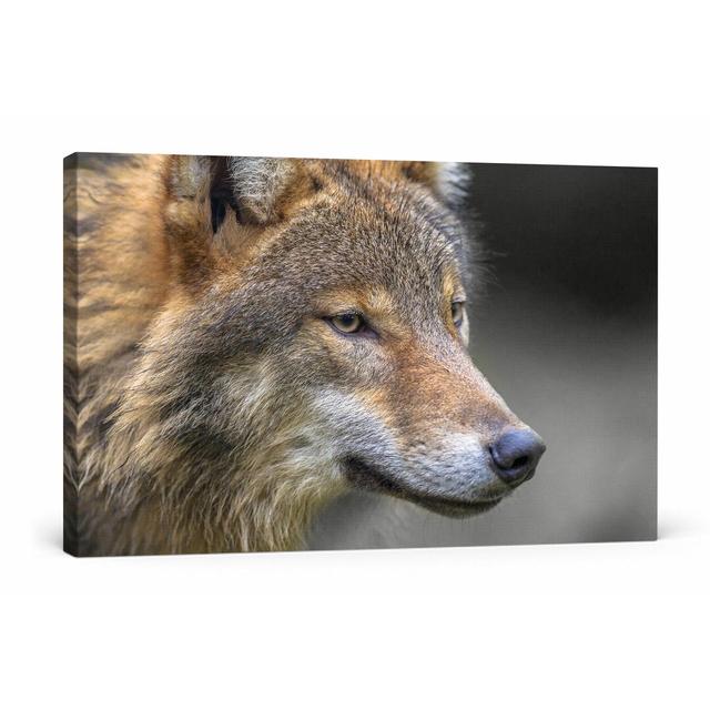 Leinwandbild Portrait of a European Wolf East Urban Home Größe: 80 cm H x 120 cm B on Productcaster.