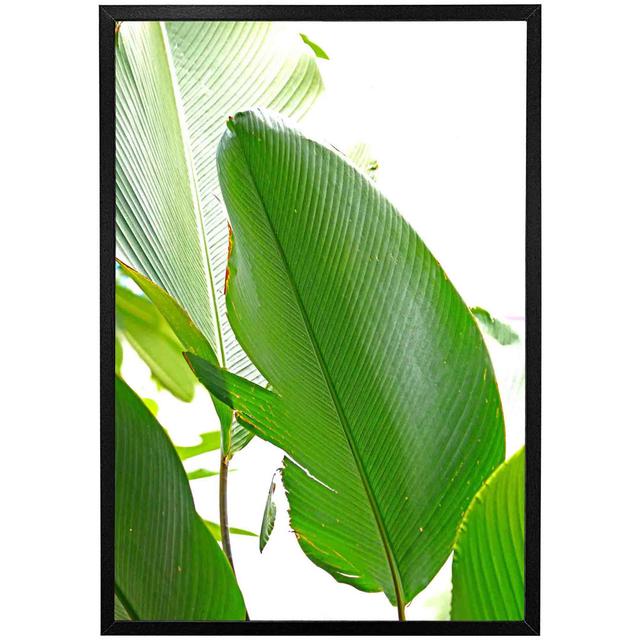 Aamanda Green Leaf - Single Picture Frame Print 17 Stories Size: 76cm H x 51cm W x 4cm D, Frame Colour: Black on Productcaster.