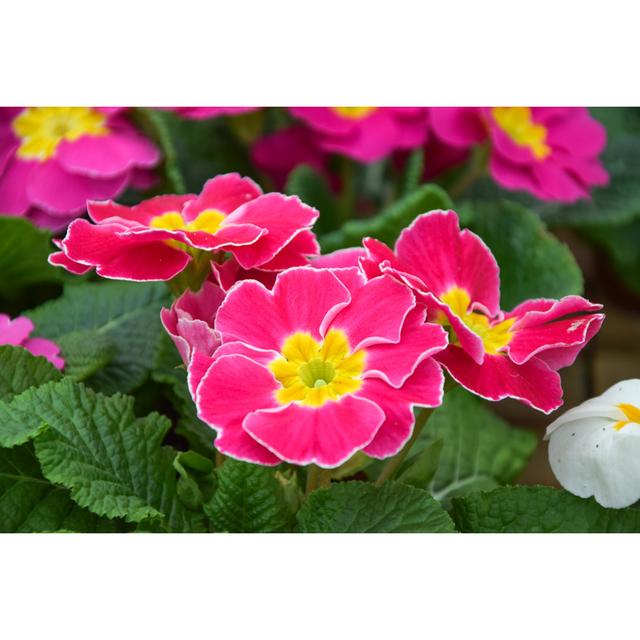 Hummelstown Hummelstown Pink Primrose Flower - Wrapped Canvas Photograph Latitude Run Size: 81cm H x 122cm W x 3.8cm D on Productcaster.