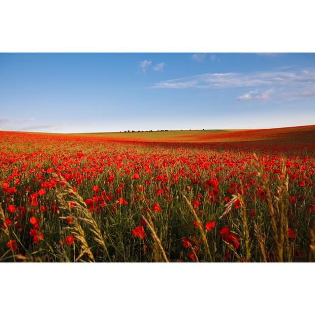 Poppies by Tom_fewster - Wrapped Canvas Print Latitude Run Size: 51cm H x 76cm W on Productcaster.