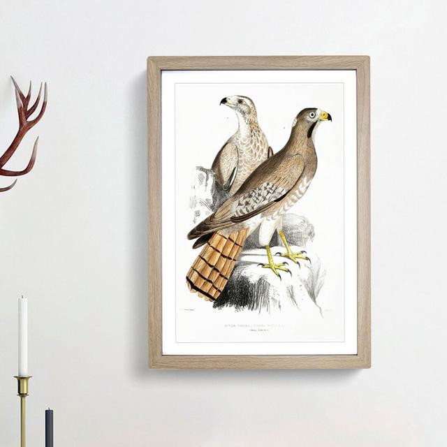 Two Eagles by John Edward Gray - Picture Frame Painting Print East Urban Home Size: 48cm H x 36cm W x 2cm D, Frame Option: Oak Framed on Productcaster.