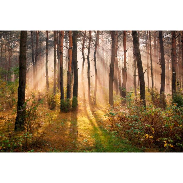 Autumn Forest by Konradlew - Wrapped Canvas Print Alpen Home Size: 61cm H x 91cm W on Productcaster.