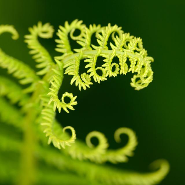 Fern Frond by 4FR - Print Latitude Vive Size: 40cm H x 40cm W on Productcaster.