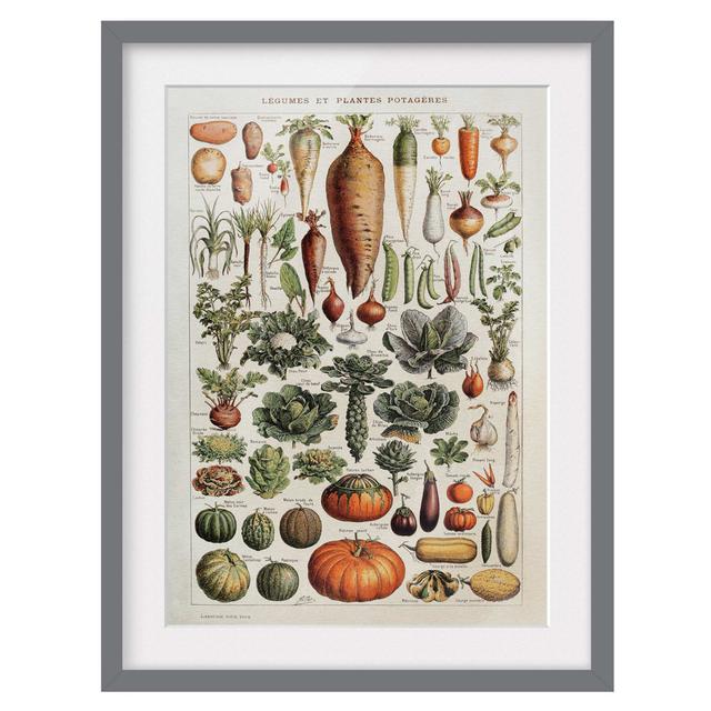 Vintage Educational Board Vegetables - Picture Frame Graphic Art Rosalind Wheeler Size: 55cm H x 40cm W x 2cm D, Frame Option: White on Productcaster.