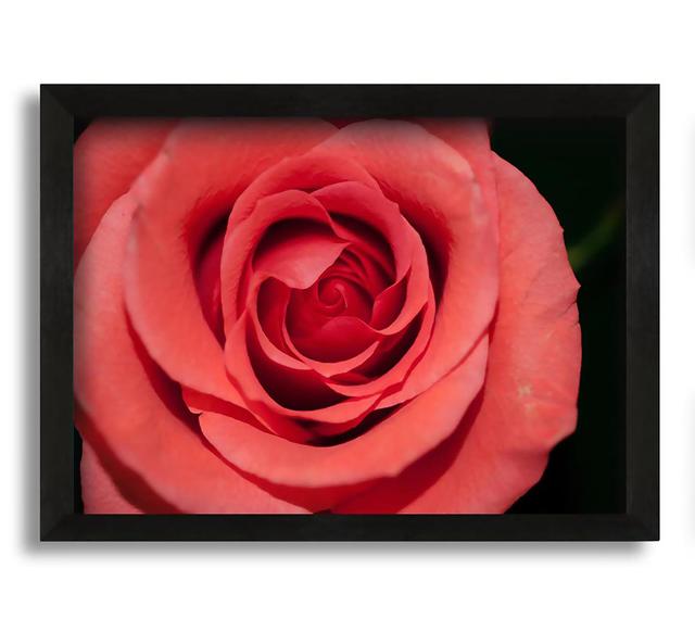 Rose Coloured Flower - Picture Frame Photograph on Canvas Mercer41 Size: 30cm H x 42cm W x 10cm D on Productcaster.