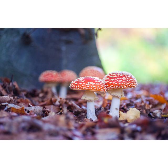 Fly Agaric Toadstools by Wavipicture - Wrapped Canvas Photograph Latitude Run Size: 61cm H x 91cm W on Productcaster.