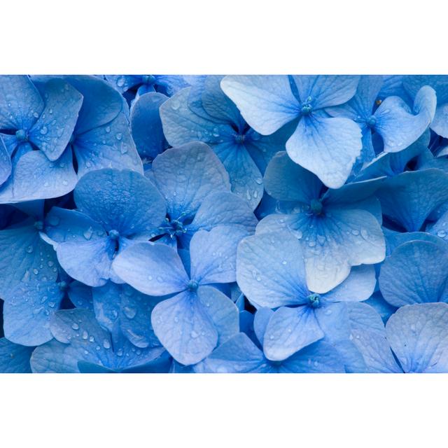 Hydrangea by Bikec - Druck Marlow Home Co. Größe: 50 cm H x 75 cm B on Productcaster.