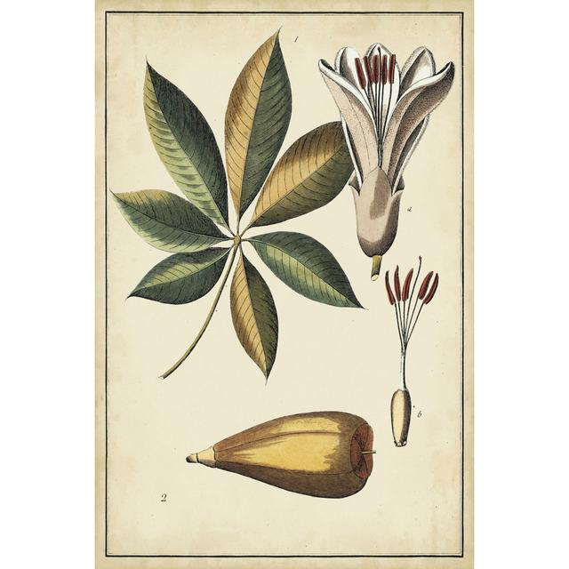 Ivory Botanical Study IV - Wrapped Canvas Graphic Art August Grove Size: 30cm H x 20cm W x 3.8cm D on Productcaster.