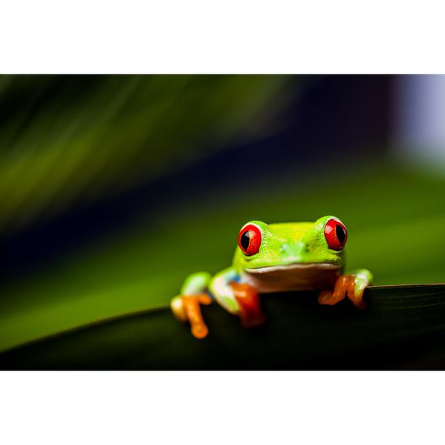 Exotic Frog by Oleksajewicz - Wrapped Canvas Photograph 17 Stories Size: 81cm H x 122cm W on Productcaster.