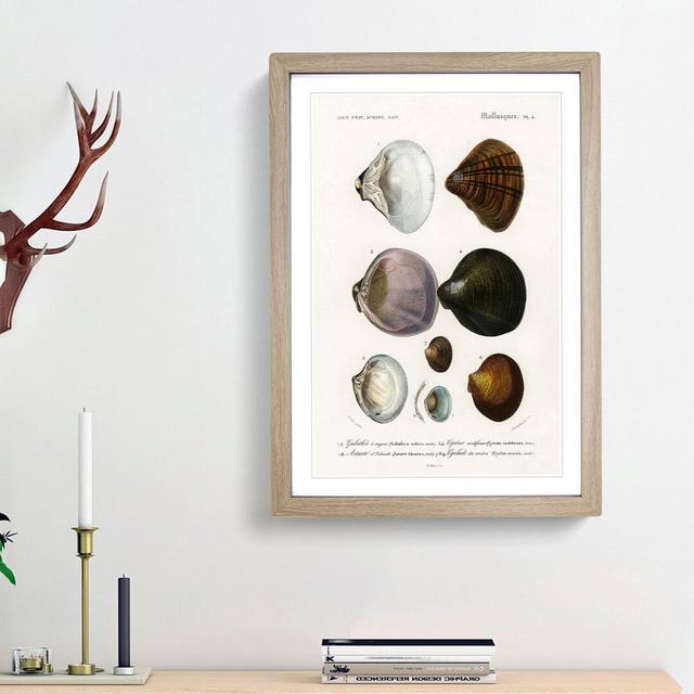 Mollusc Shell Illustrations PL. 4 by Charles D' Orbigny - Picture Frame Graphic Art Print East Urban Home Size: 65cm H x 48cm W x 2cm D, Frame Option: on Productcaster.